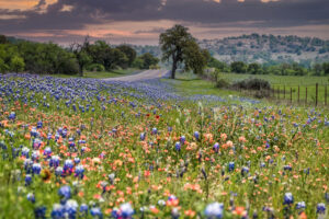 a field of Texas wildflowers